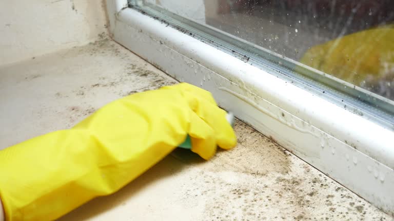 Why You Should Choose Our Mold Remediation Services in Pleasant Hill, PA